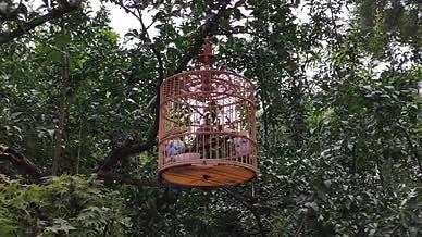 观赏鸟笼小鸟树林拍摄视频视频的预览图